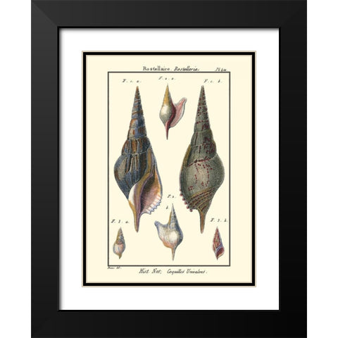 Sea Shells III Black Modern Wood Framed Art Print with Double Matting by Diderot, Denis
