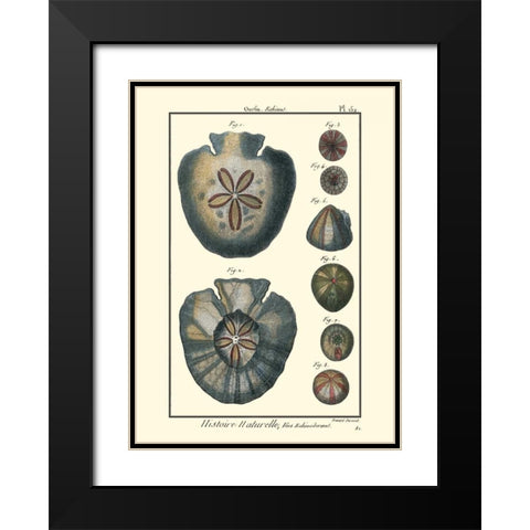 Sea Shells V Black Modern Wood Framed Art Print with Double Matting by Diderot, Denis