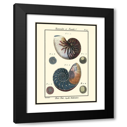 Sea Shells VI Black Modern Wood Framed Art Print with Double Matting by Diderot, Denis