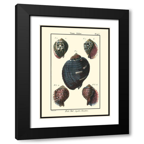 Sea Shells VII Black Modern Wood Framed Art Print with Double Matting by Diderot, Denis