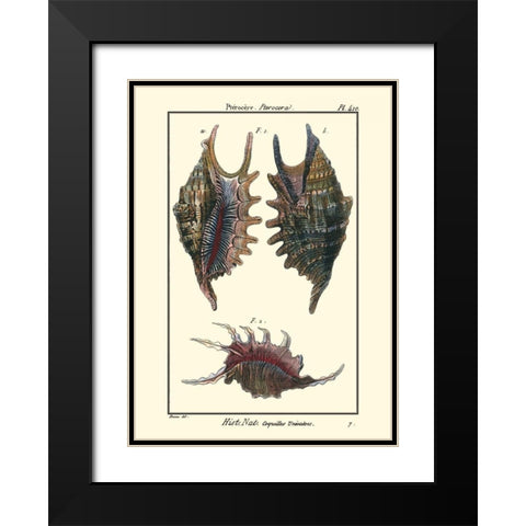 Sea Shells VIII Black Modern Wood Framed Art Print with Double Matting by Diderot, Denis