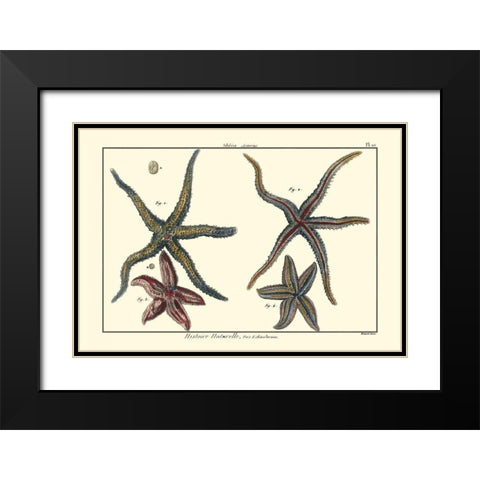 Sea Shells IX Black Modern Wood Framed Art Print with Double Matting by Diderot, Denis