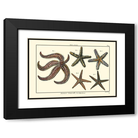 Sea Shells X Black Modern Wood Framed Art Print with Double Matting by Diderot, Denis