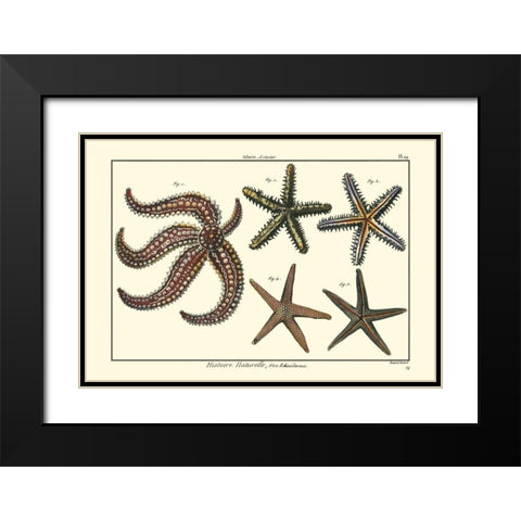 Sea Shells X Black Modern Wood Framed Art Print with Double Matting by Diderot, Denis