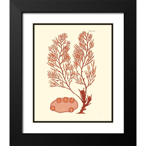 Shades of Coral II Black Modern Wood Framed Art Print with Double Matting by Vision Studio
