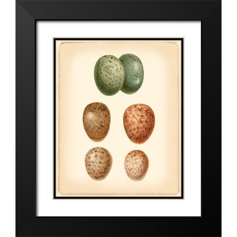 Bird Egg Study V Black Modern Wood Framed Art Print with Double Matting by Vision Studio