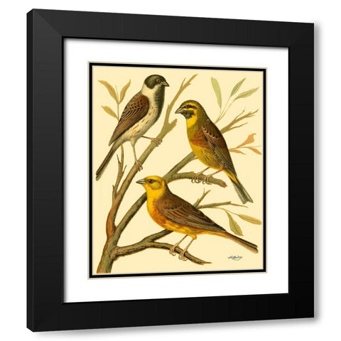 Domestic Bird Family I Black Modern Wood Framed Art Print with Double Matting by Rutledge, W.