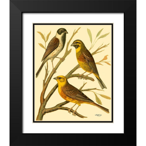 Domestic Bird Family I Black Modern Wood Framed Art Print with Double Matting by Rutledge, W.