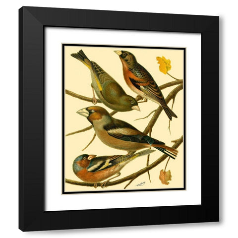 Domestic Bird Family II Black Modern Wood Framed Art Print with Double Matting by Rutledge, W.