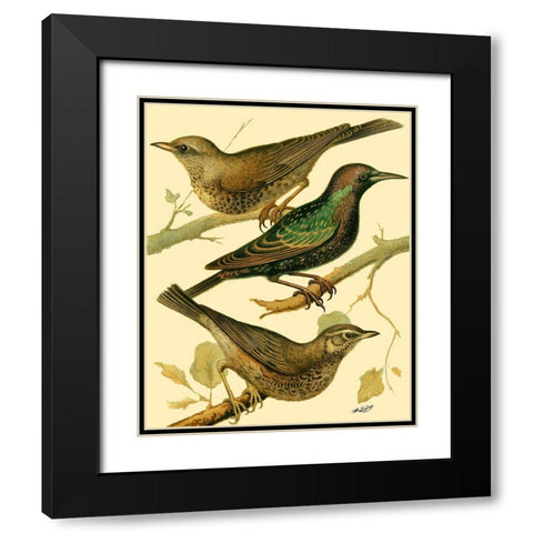 Domestic Bird Family IV Black Modern Wood Framed Art Print with Double Matting by Rutledge, W.