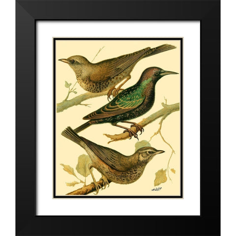 Domestic Bird Family IV Black Modern Wood Framed Art Print with Double Matting by Rutledge, W.