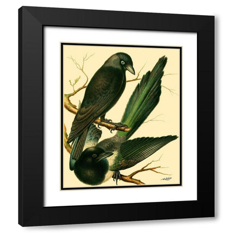 Domestic Bird Family V Black Modern Wood Framed Art Print with Double Matting by Rutledge, W.
