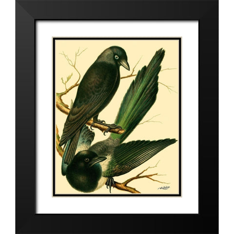 Domestic Bird Family V Black Modern Wood Framed Art Print with Double Matting by Rutledge, W.