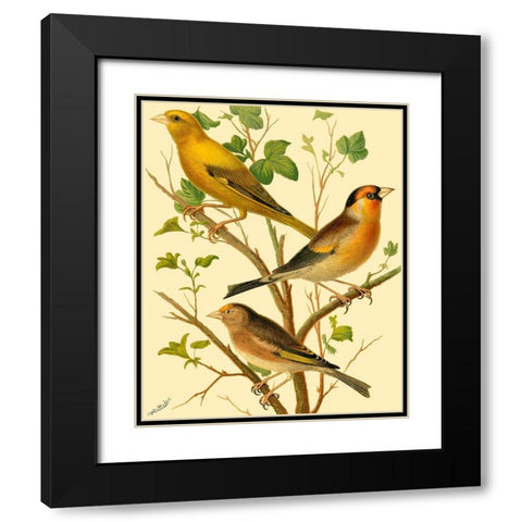 Domestic Bird Family VI Black Modern Wood Framed Art Print with Double Matting by Rutledge, W.