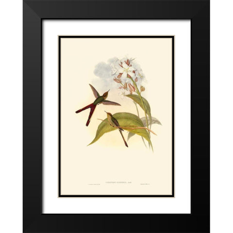 Small Gould Hummingbird III Black Modern Wood Framed Art Print with Double Matting by Gould, John