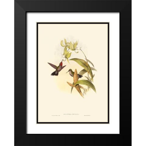 Small Gould Hummingbird IV Black Modern Wood Framed Art Print with Double Matting by Gould, John