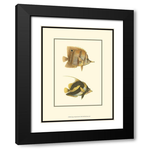 Antique Tropical Fish II Black Modern Wood Framed Art Print with Double Matting by Vision Studio