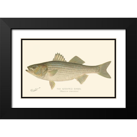 Striped Bass Black Modern Wood Framed Art Print with Double Matting by Denton