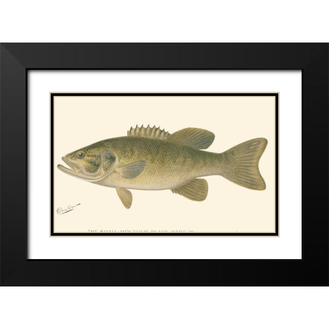 Small-mouthed Black Bass Black Modern Wood Framed Art Print with Double Matting by Denton