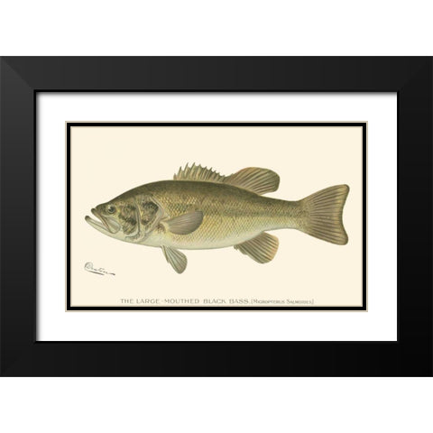 Large-mouthed Black Bass Black Modern Wood Framed Art Print with Double Matting by Denton