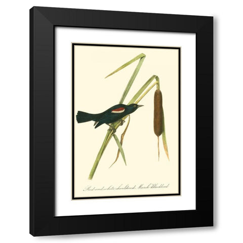 Audubons Blackbird Black Modern Wood Framed Art Print with Double Matting by Audubon, John James
