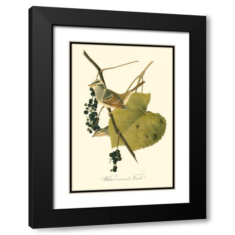 Audubons Finch Black Modern Wood Framed Art Print with Double Matting by Audubon, John James