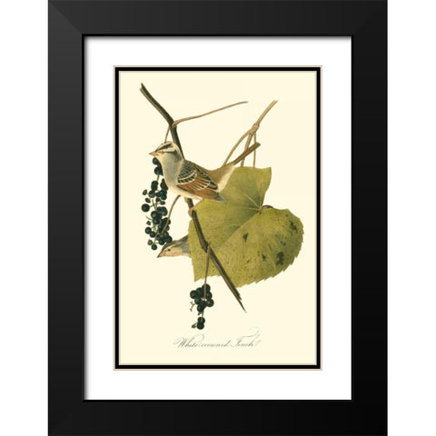 Audubons Finch Black Modern Wood Framed Art Print with Double Matting by Audubon, John James