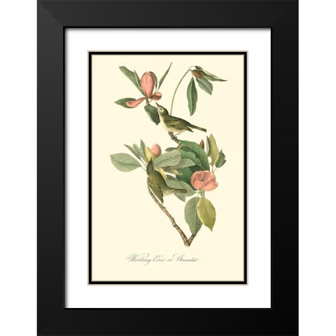 Audubons Vireo Black Modern Wood Framed Art Print with Double Matting by Audubon, John James