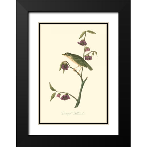 Audubons Thrush Black Modern Wood Framed Art Print with Double Matting by Audubon, John James