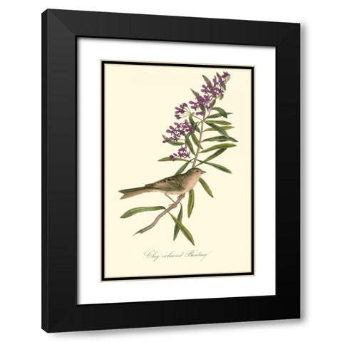 Audubons Bunting Black Modern Wood Framed Art Print with Double Matting by Audubon, John James