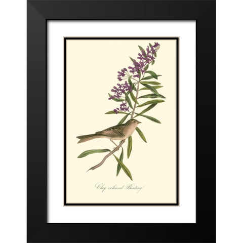 Audubons Bunting Black Modern Wood Framed Art Print with Double Matting by Audubon, John James