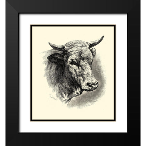 Antique Cattle II Black Modern Wood Framed Art Print with Double Matting by Lehnert, F.