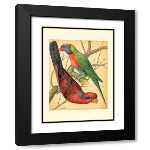 Cassells Parrots IV Black Modern Wood Framed Art Print with Double Matting by Cassell