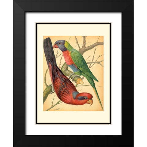 Cassells Parrots IV Black Modern Wood Framed Art Print with Double Matting by Cassell