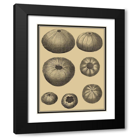 Shells on Khaki I Black Modern Wood Framed Art Print with Double Matting by Diderot, Denis