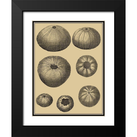 Shells on Khaki I Black Modern Wood Framed Art Print with Double Matting by Diderot, Denis