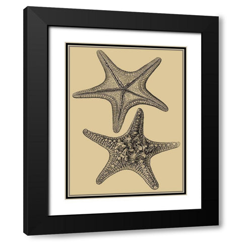 Shells on Khaki II Black Modern Wood Framed Art Print with Double Matting by Diderot, Denis