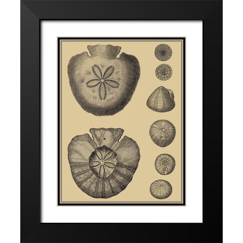 Shells on Khaki III Black Modern Wood Framed Art Print with Double Matting by Diderot, Denis
