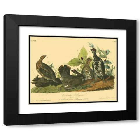 Canada Grouse Black Modern Wood Framed Art Print with Double Matting by Audubon, John James