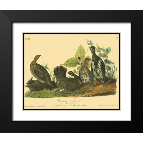 Canada Grouse Black Modern Wood Framed Art Print with Double Matting by Audubon, John James