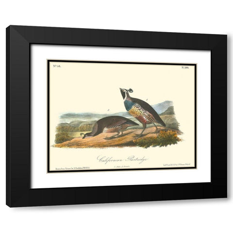 California Partridge Black Modern Wood Framed Art Print with Double Matting by Audubon, John James