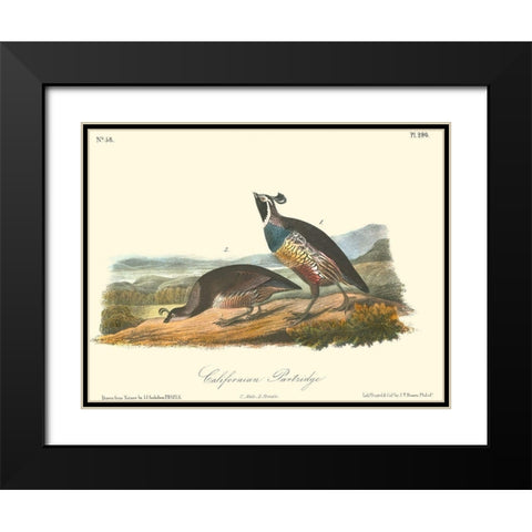 California Partridge Black Modern Wood Framed Art Print with Double Matting by Audubon, John James