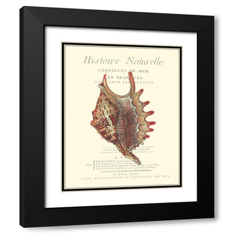 Coquilles De Mer III Black Modern Wood Framed Art Print with Double Matting by Vision Studio
