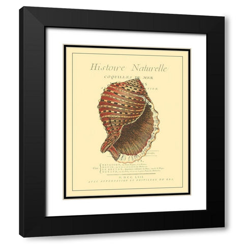 Coquilles De Mer IV Black Modern Wood Framed Art Print with Double Matting by Vision Studio