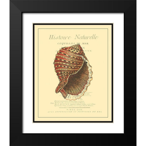 Coquilles De Mer IV Black Modern Wood Framed Art Print with Double Matting by Vision Studio