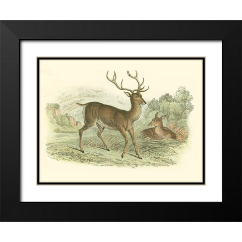 Petite Red Deer Black Modern Wood Framed Art Print with Double Matting by Lizars, W.H.
