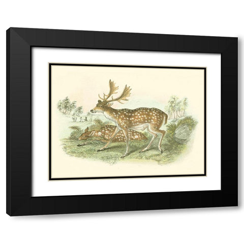 Petite Fallow Deer Black Modern Wood Framed Art Print with Double Matting by Lizars, W.H.