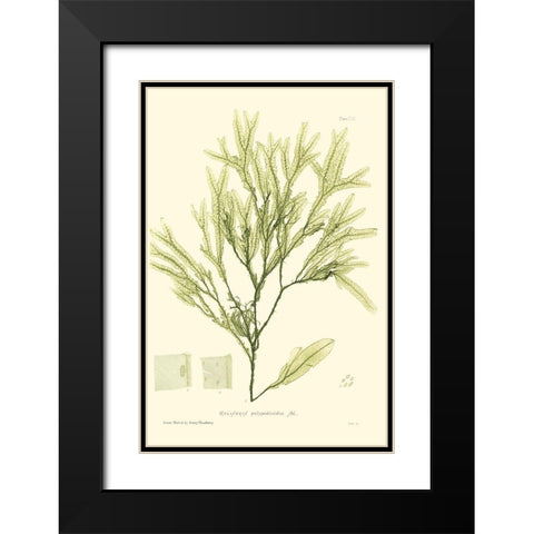 Bradbury Seaweed I  Black Modern Wood Framed Art Print with Double Matting by Bradbury, Henry