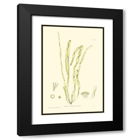 Bradbury Seaweed III  Black Modern Wood Framed Art Print with Double Matting by Bradbury, Henry