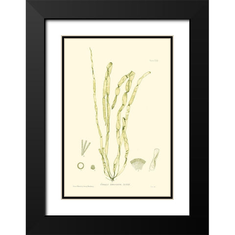 Bradbury Seaweed III  Black Modern Wood Framed Art Print with Double Matting by Bradbury, Henry